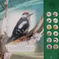Woodpecker Page of The Little Book of Woodland Bird Sounds