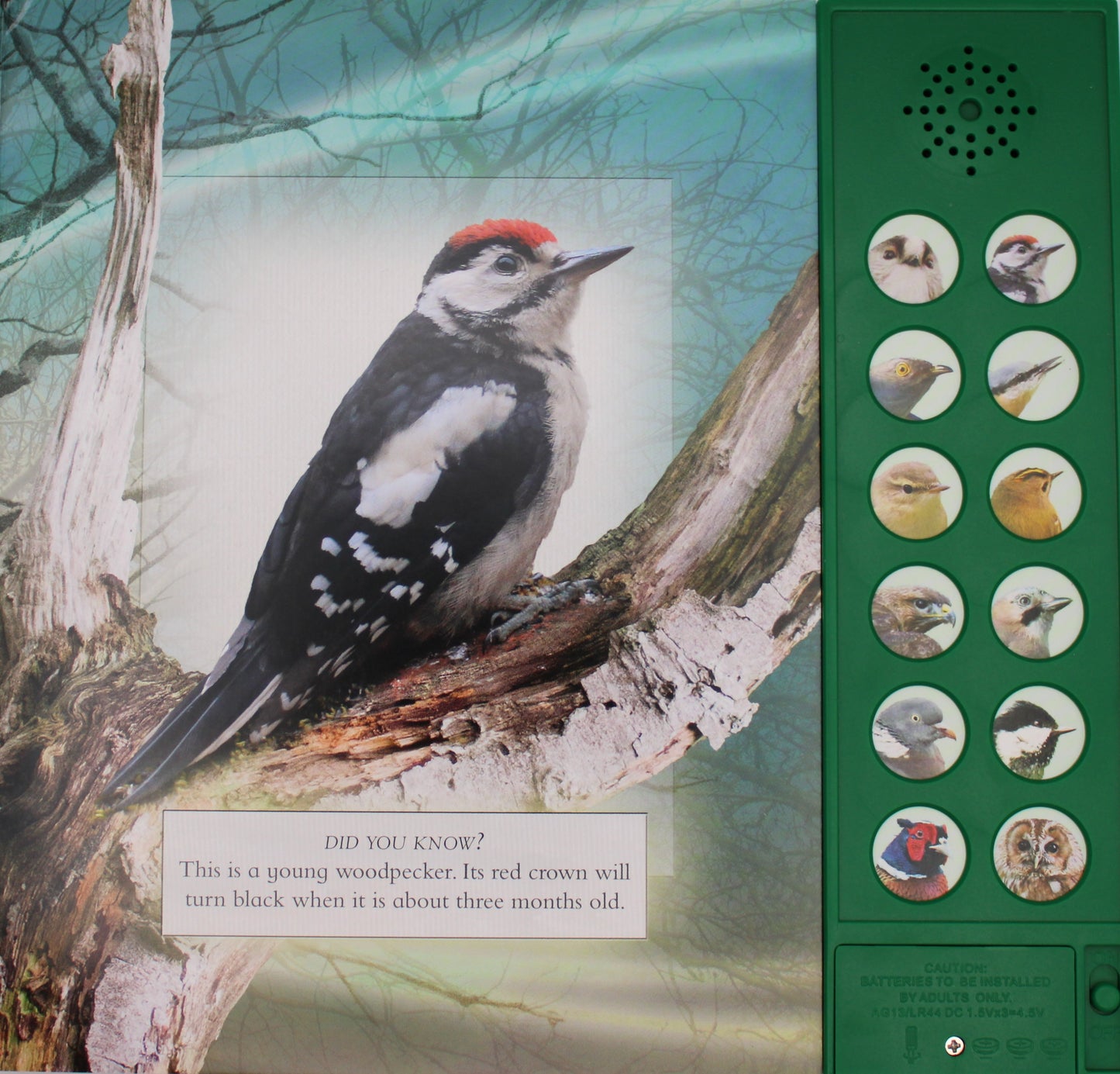 Woodpecker Page of The Little Book of Woodland Bird Sounds